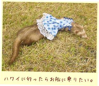 フェレット服・ハワイアンブルー・フェレット１