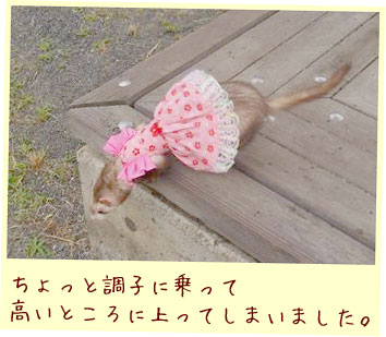 フェレットの洋服・ハワイアンピンク・フェレット1