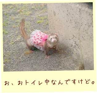 フェレットの服・ハワイアンピンク・フェレット２