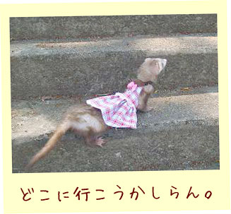 フェレットの洋服・チューリップ・赤・フェレット2