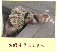 フェレット洋服・チェック・ベージュ・フェレット
