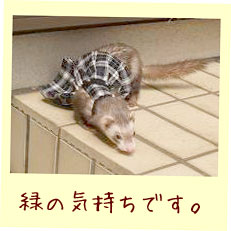 フェレット服・チェック・緑・フェレット１