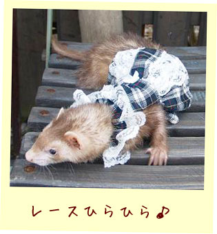 フェレットの服・チェック・緑のレース・フェレット１