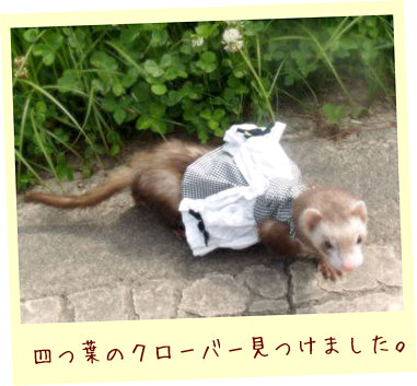 フェレットの服・白黒カーテン・フェレット４
