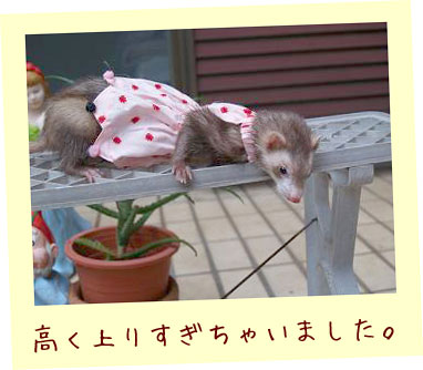 フェレット洋服・もみじ・フェレット1