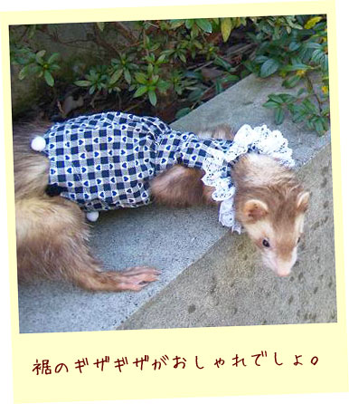 フェレット服・ポンポン青いハート・フェレット２
