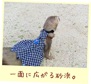 フェレット服・ポンポン黒と青・フェレット１