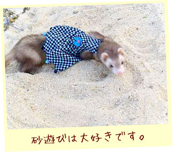 フェレット服・ポンポン黒と青・フェレット２