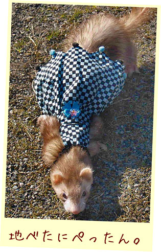 フェレット服・ポンポン黒と青・フェレット３