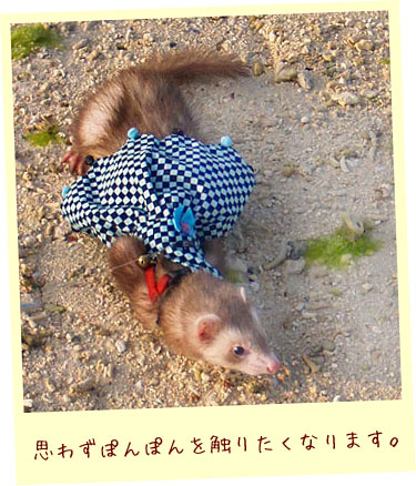 フェレット服・ポンポン黒と青・フェレット４