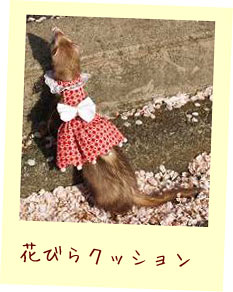 フェレット服・ポンポン赤いハート・フェレット1