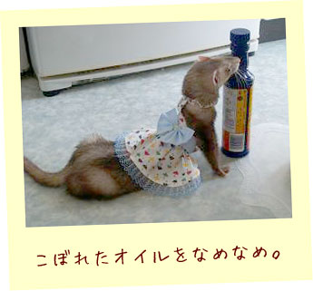 フェレットの服・梅雨の傘赤・フェレット2