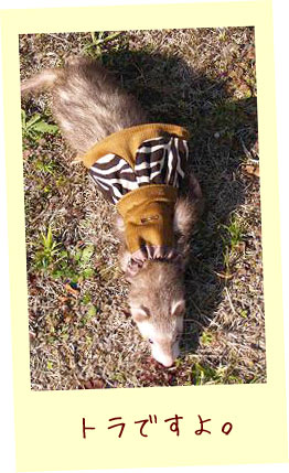 フェレットの服・フェレットの服・トラトラシンデレラ・フェレット１