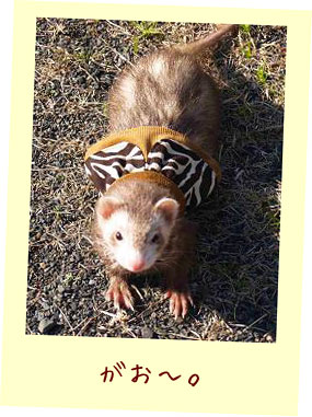 フェレットの服・トラトラシンデレラ・フェレット２