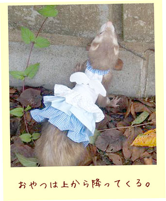 フェレットの洋服・ふりふり天使・ブルー・フェレット２
