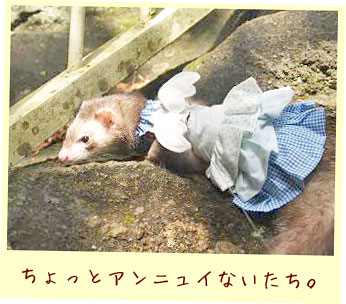 フェレットの洋服・ふりふり天使・ブルー・フェレット３