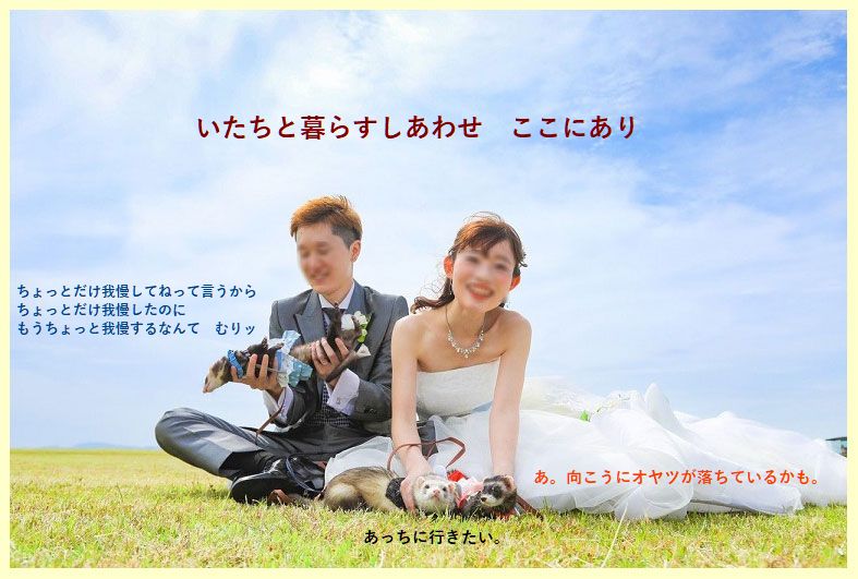 フェレットの洋服・ふりふり天使・ブルー・フェレット５