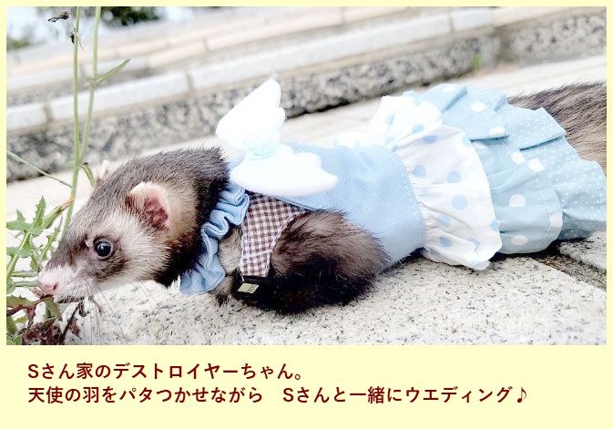 フェレットの洋服・ふりふり天使・ブルー・フェレット５