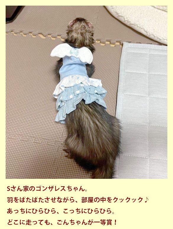フェレットの洋服・ふりふり天使・ブルー・フェレット５