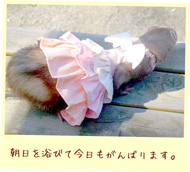 フェレットの洋服・ふりふり天使・ピンク・フェレット１