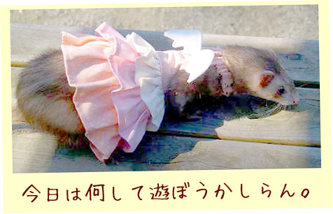 フェレットの洋服・ふりふり天使・ピンク・フェレット２