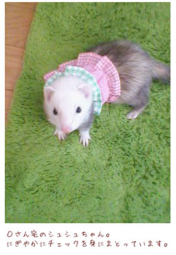 フェレットの洋服・服・お姫様・ふりふり・にぎやかチェック