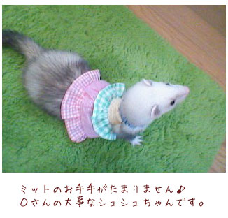 フェレットの洋服・服・姫系・ふりふり・にぎやかチェック