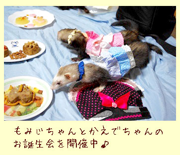 フェレットの洋服・服・お姫様・ふりふり水玉・青１