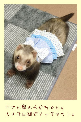 フェレットの洋服・服・お姫様・ふりふり水玉・青１