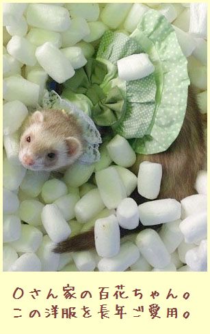 フェレットの洋服・服・お姫様・ふりふり水玉・緑２