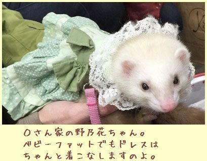 フェレットの洋服・服・お姫様・ふりふり水玉・緑３