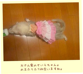 フェレットの洋服・服・お姫様・ふりふり水玉・フェレット１