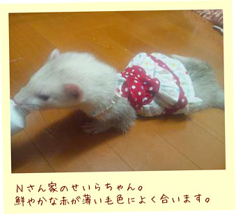 フェレットの洋服・服・お姫様・ふりふり水玉・フェレット１