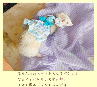 フェレットの洋服・服・お姫様・ふりふり小花・青・フェレット１