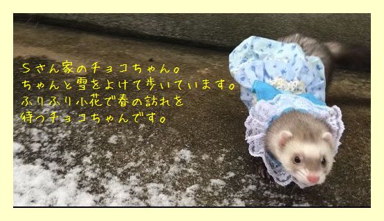 フェレットの洋服・服・お姫様・ふりふり小花・青・フェレット１