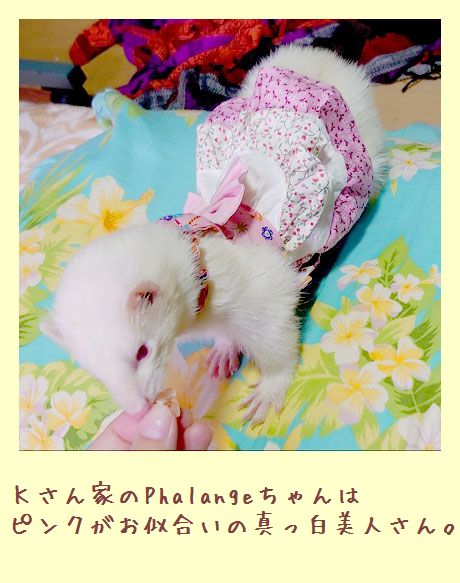 フェレットの洋服・服・お姫様・ふりふり小花・ピンク１