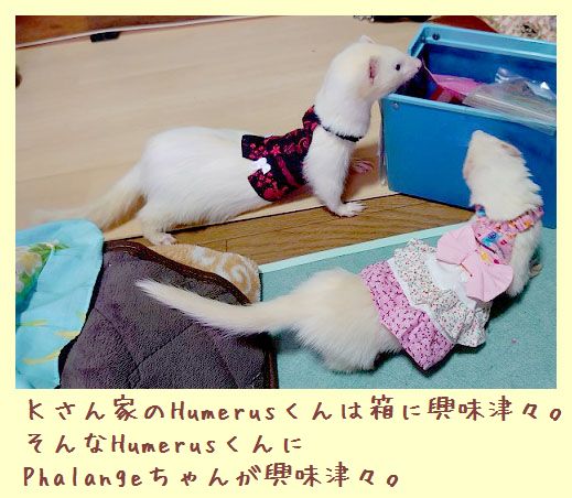 フェレットの洋服・服・お姫様・ふりふり小花・ピンク１