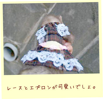 フェレットの洋服・ウェイトレス・茶色のチェックレース・フェレット２