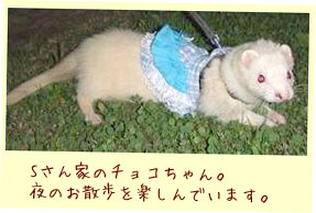 フェレット洋服・カントリーブルーレース・小さなハート・フェレット