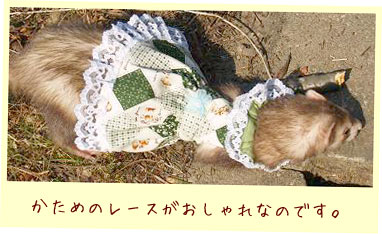 フェレット洋服・女の子のカントリーレース・緑・フェレット１