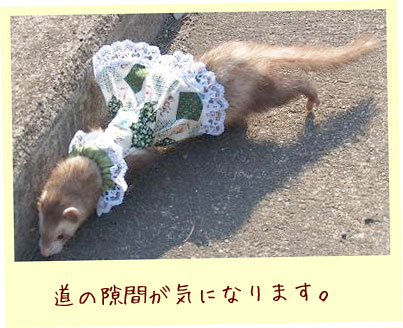 フェレット洋服・女の子のカントリーレース・緑・フェレット２