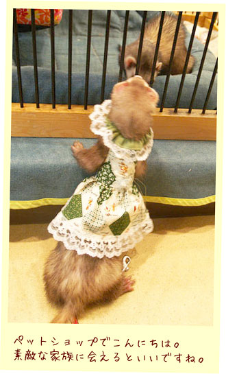 フェレット洋服・女の子のカントリーレース・緑・フェレット３