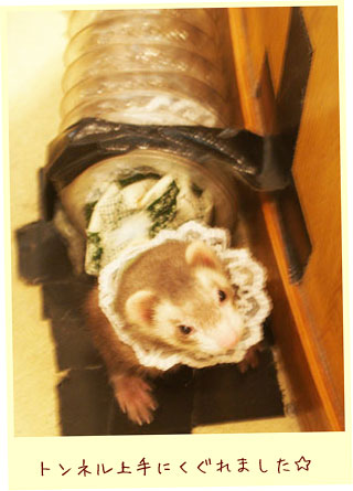 フェレット洋服・女の子のカントリーレース・緑・フェレット４