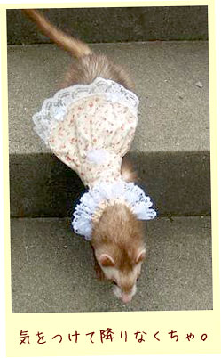 フェレットの洋服・生成りのレースに３つのリボン１