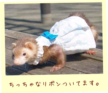 フェレット洋服・メッシュドレス・フェレット