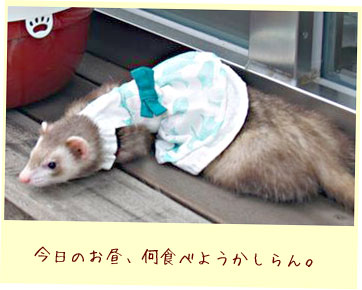 フェレット洋服・メッシュドレス・フェレット２