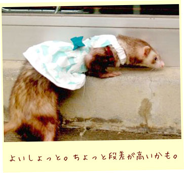 フェレット洋服・メッシュドレス・フェレット３