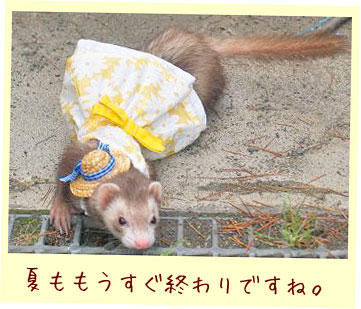 フェレット洋服・メッシュドレス・フェレット１