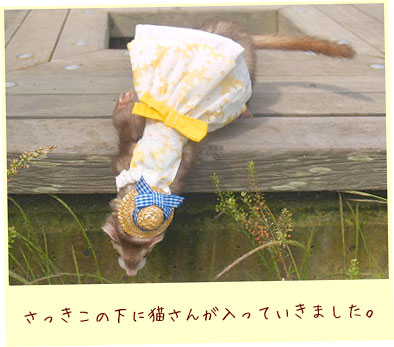フェレット洋服・メッシュドレス・フェレット２