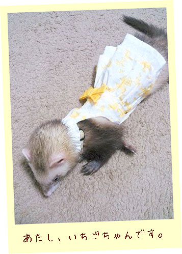 フェレット洋服・メッシュドレス・フェレット２